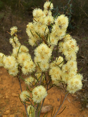 APII jpeg image of Melaleuca hamata  © contact APII