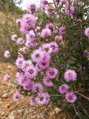 APII jpeg image of Beaufortia schaueri  © contact APII