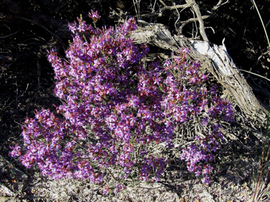 APII jpeg image of Calytrix leschenaultii  © contact APII