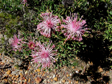 APII jpeg image of Isopogon  © contact APII