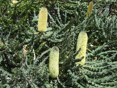 APII jpeg image of Banksia grandis  © contact APII