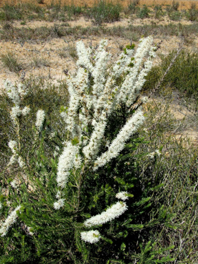 APII jpeg image of Hakea costata  © contact APII