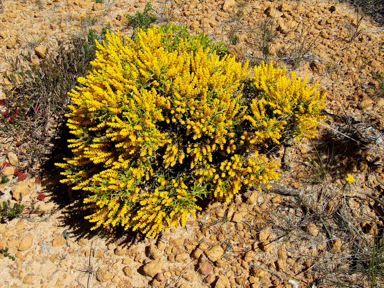 APII jpeg image of Synaphea spinulosa  © contact APII