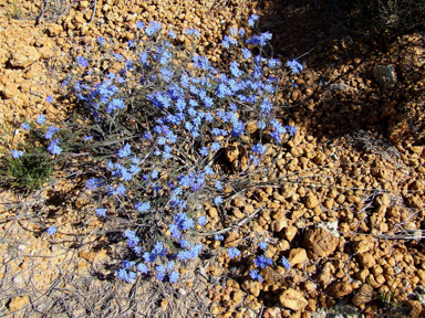 APII jpeg image of Lechenaultia bilboa  © contact APII