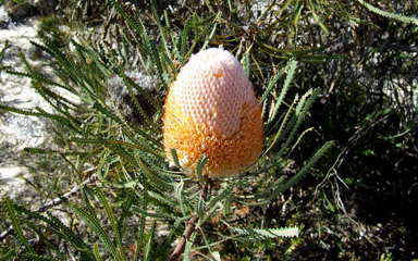 APII jpeg image of Banksia hookeriana  © contact APII