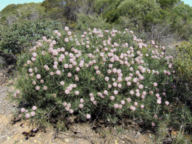 APII jpeg image of Isopogon  © contact APII