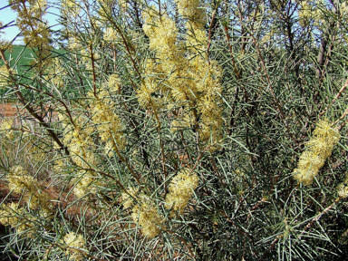 APII jpeg image of Hakea recurva subsp. recurva  © contact APII