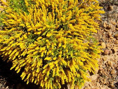 APII jpeg image of Synaphea spinulosa  © contact APII