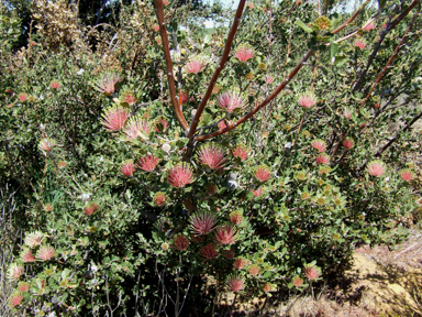 APII jpeg image of Banksia cuneata  © contact APII