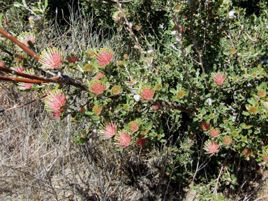 APII jpeg image of Banksia cuneata  © contact APII