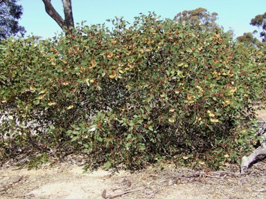 APII jpeg image of Eucalyptus grossa  © contact APII