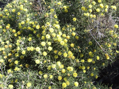 APII jpeg image of Melaleuca pungens  © contact APII