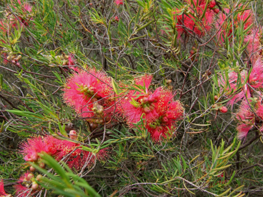 APII jpeg image of Melaleuca fulgens subsp. fulgens  © contact APII