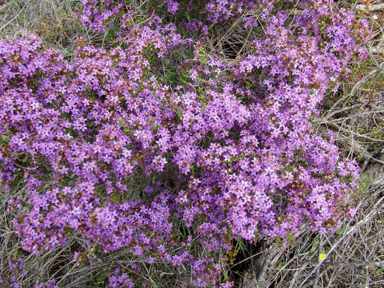 APII jpeg image of Calytrix,<br/>Scutellaria mollis  © contact APII