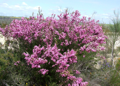 APII jpeg image of Kunzea affinis  © contact APII