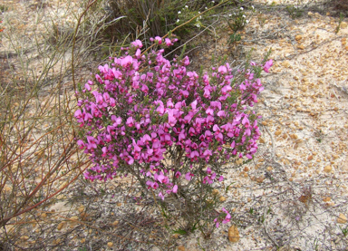 APII jpeg image of Gompholobium scabrum,<br/>Scutellaria mollis  © contact APII