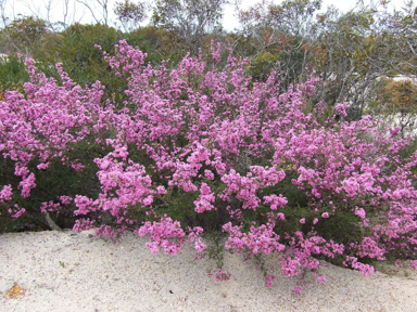 APII jpeg image of Kunzea affinis  © contact APII