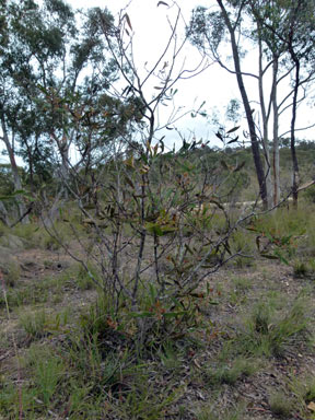 APII jpeg image of Hakea dactyloides  © contact APII