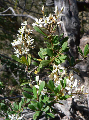 APII jpeg image of Bursaria spinosa subsp. lasiophylla  © contact APII