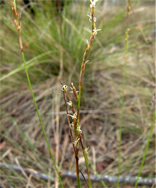 APII jpeg image of Lepidosperma gunnii  © contact APII