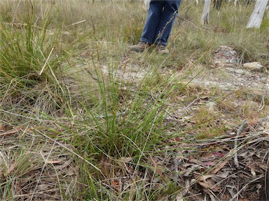 APII jpeg image of Lepidosperma gunnii  © contact APII