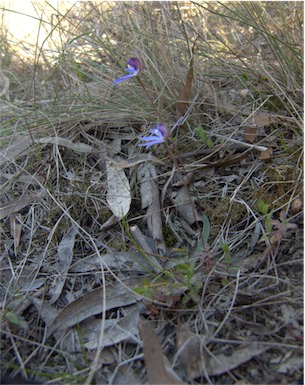 APII jpeg image of Caladenia caerulea  © contact APII