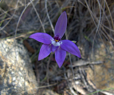 APII jpeg image of Glossodia major  © contact APII