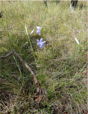 APII jpeg image of Wahlenbergia stricta subsp. stricta  © contact APII