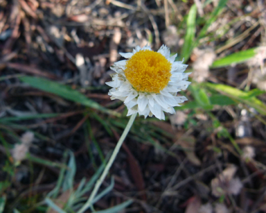 APII jpeg image of Leucochrysum albicans var. tricolor  © contact APII