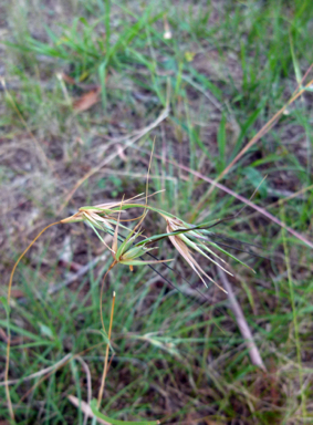 APII jpeg image of Themeda triandra  © contact APII