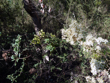 APII jpeg image of Bursaria spinosa subsp. lasiophylla  © contact APII