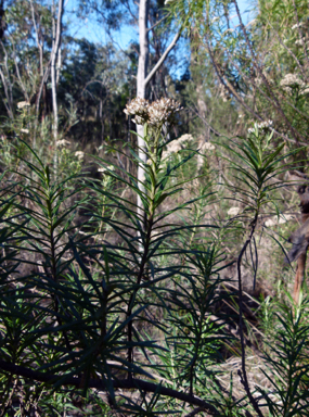 APII jpeg image of Cassinia longifolia  © contact APII