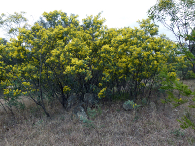 APII jpeg image of Acacia dealbata  © contact APII