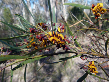 APII jpeg image of Daviesia mimosoides subsp. mimosoides  © contact APII