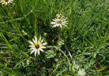 APII jpeg image of Arctotheca calendula  © contact APII