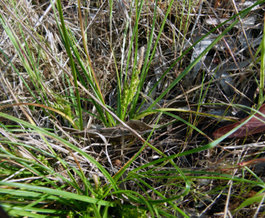 APII jpeg image of Carex breviculmis  © contact APII