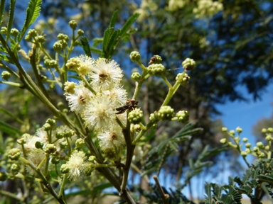 APII jpeg image of Acacia mearnsii  © contact APII