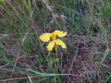 APII jpeg image of Goodenia pinnatifida  © contact APII