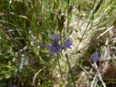 APII jpeg image of Wahlenbergia gracilis  © contact APII