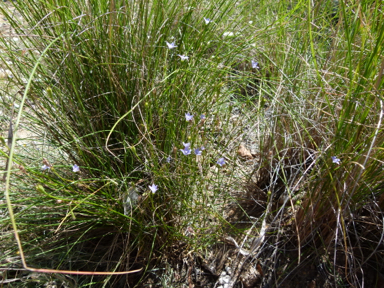 APII jpeg image of Wahlenbergia gracilis  © contact APII