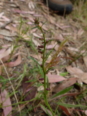 APII jpeg image of Haloragis heterophylla  © contact APII