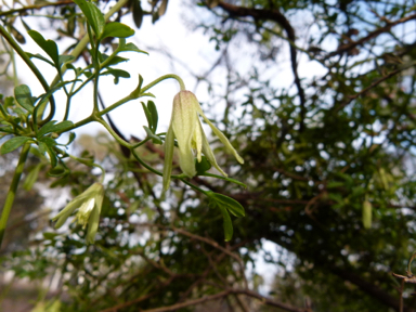 APII jpeg image of Clematis leptophylla  © contact APII