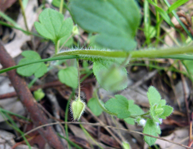 APII jpeg image of Veronica hederifolia  © contact APII