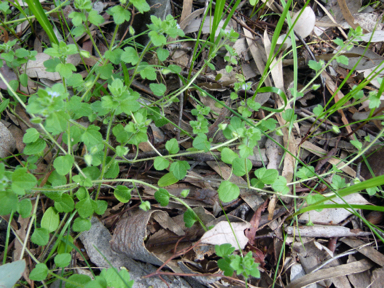 APII jpeg image of Veronica hederifolia  © contact APII