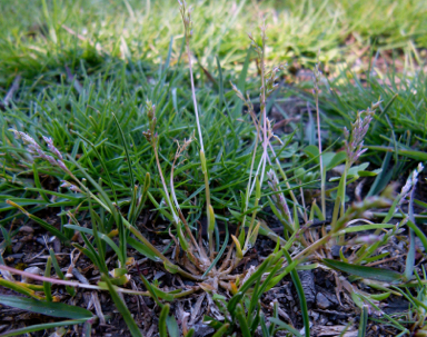 APII jpeg image of Poa annua  © contact APII