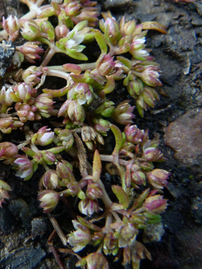 APII jpeg image of Crassula decumbens  © contact APII