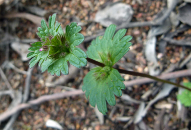 APII jpeg image of Lamium amplexicaule  © contact APII