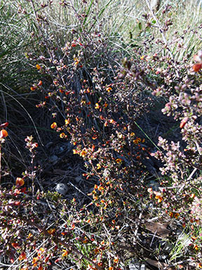 APII jpeg image of Pultenaea microphylla  © contact APII