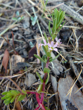 APII jpeg image of Lythrum hyssopifolia  © contact APII