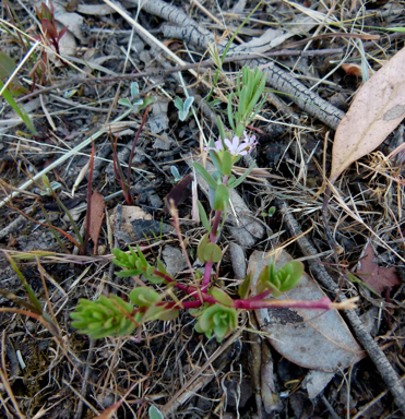 APII jpeg image of Lythrum hyssopifolia  © contact APII